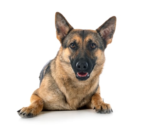 Preview: gray german shepherd