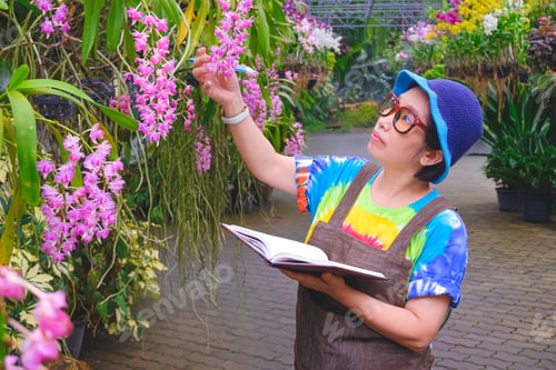 Preview: female gardener in casual clothes is checking the quality of blooming orchids inside of greenhouse