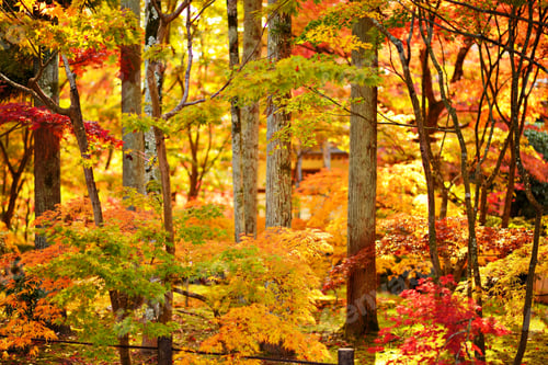 Preview: Fall Foliage At Eikando Temple In Kyoto, Japan.