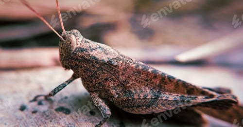Preview: Macro shot of Psophus stridulus, commonly known as the rattle grasshopper.