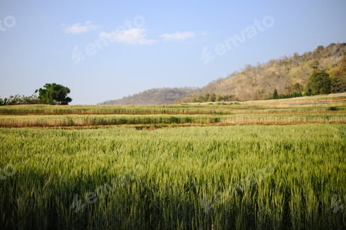 Preview: Green wheat field in late spring early summer under blue sky with clouds. Agriculture concept