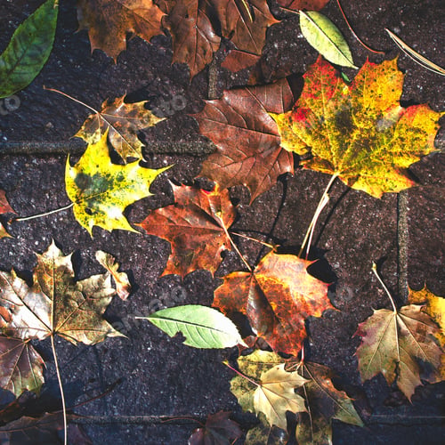 Preview: Autumn leaves fallen
