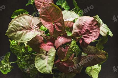 Preview: Syngonium Red Heart Plant with Pink Leaves
