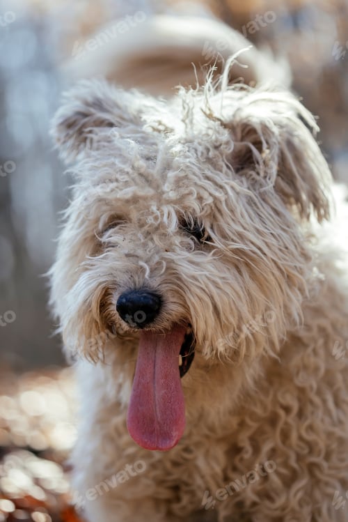Preview: Cute little pumi dog enjoying the outdoors
