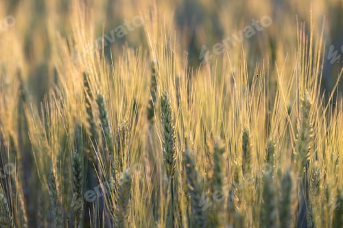 Preview: Fields of wheat at the begining of summer