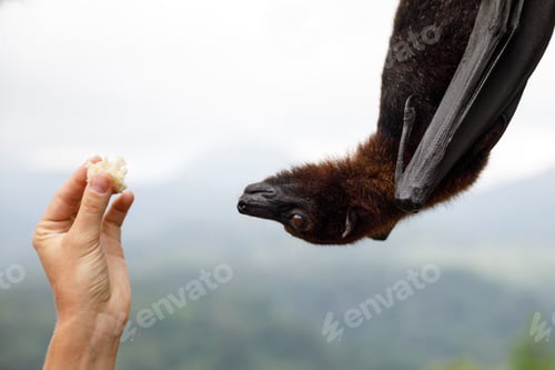 Preview: Cute flying fox hanging on the tree