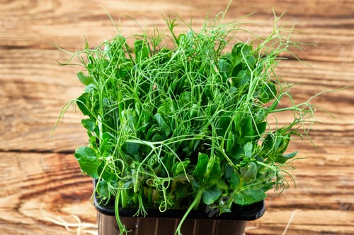 Preview: Sprouts of peas on wooden background.