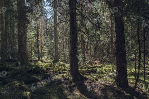 Preview: Forest in spring