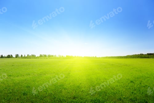 Preview: Spring Green Field Of Grass