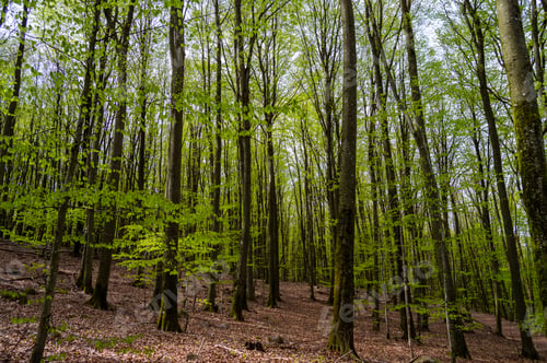 Preview: Trees the Soderasen National Park in Sweden