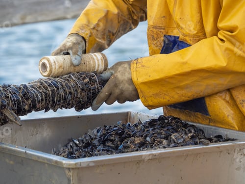 Preview: Fishermen embedding mussels in a rope for industrial seafood farming
