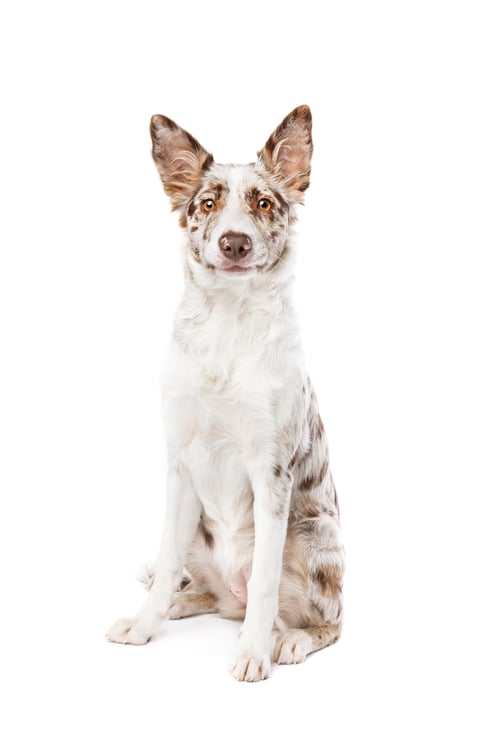 Preview: dog
