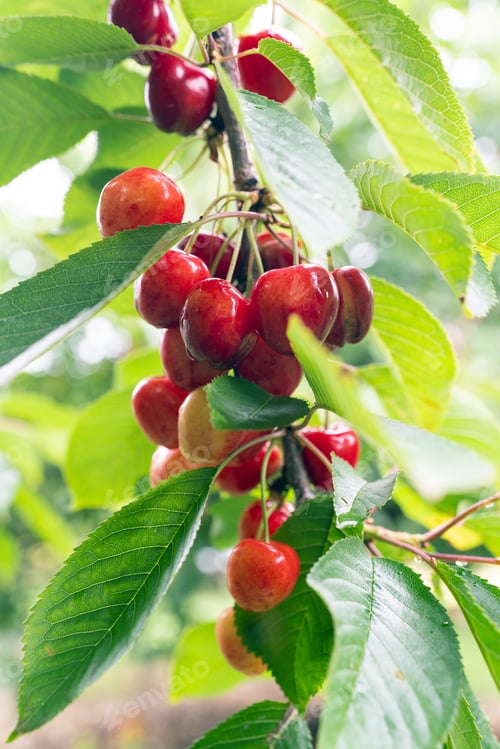 Preview: Cherry tree with ripe cherries in the garden