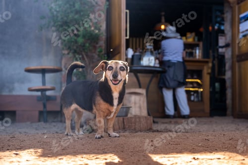 Preview: Cheerful dog in rustic cafe setting
