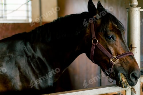 Preview: Portrait of beautiful black horse standing in a stall at the stable concept of love for equestrian