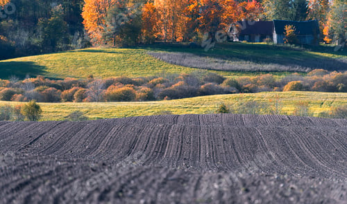 Preview: A cultivated agricultural field in an autumn landscape with an old wooden house in the background