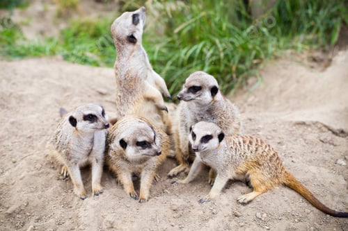 Preview: Meerkat, Suricata, suricatta also known as the suricate. Wildlife animal.