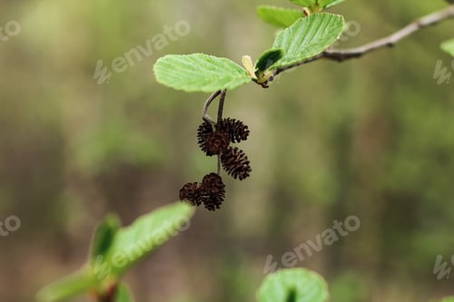 Preview: Alder branch in the spring. Natural floral blurred background. Springtime. Beauty in nature. N