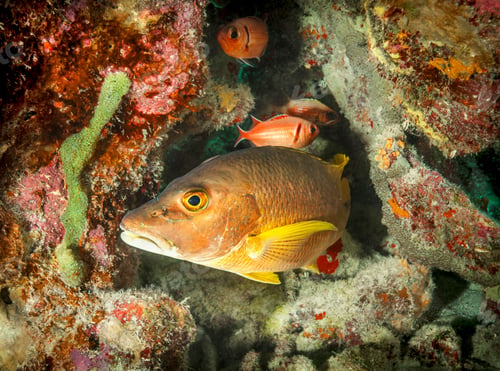 Preview: Bass fish swimming at underwater reef