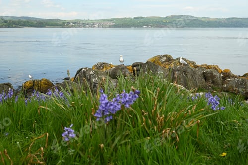 Preview: Seagull near water with rocks and flowers