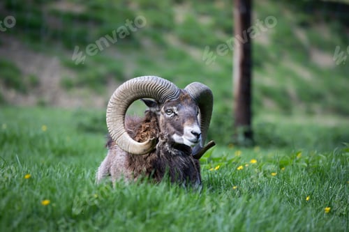 Preview: European mouflon with beautiful horns