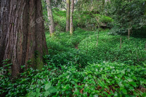 Preview: Fantastic forest in the Galician mythological mountains, Spain