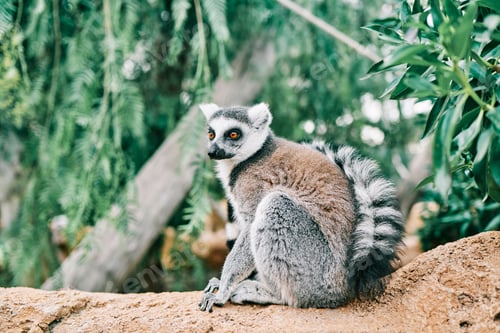 Preview: portrait of a specimen of Lemur catta animal in danger of extinction