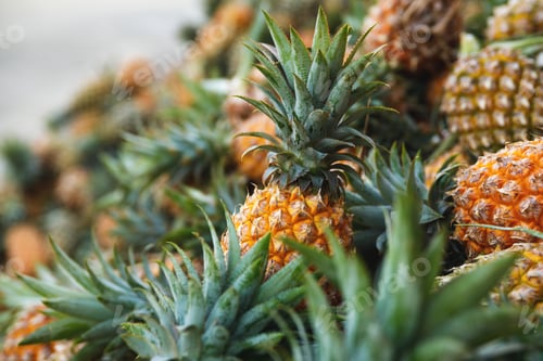 Preview: Background with a heap of ripe pineapples