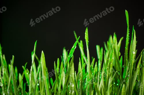 Preview: green grass