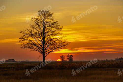 Preview: Big tree and orange sky during sunset