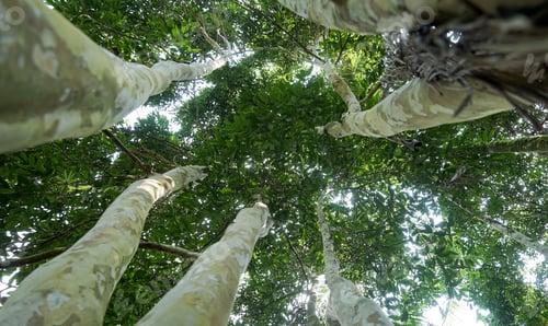 Preview: Trunks of the cambucá fruit tree