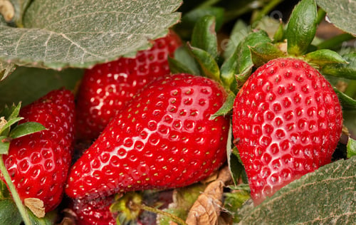 Preview: Picking fresh strawberries on the farm, Close up of fresh organic strawberries growing on a vine