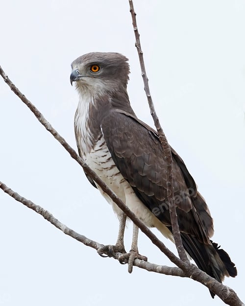 Preview: Beaudouins snake eagle (Circaetus beaudouini)