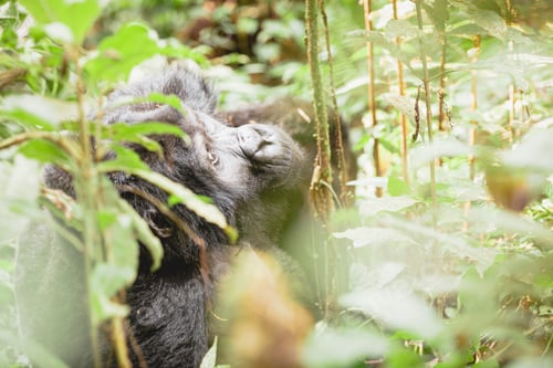 Preview: Mountain gorilla in Bwindi Impenetrable National Park, Uganda