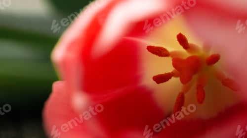 Preview: A spring tulip close up