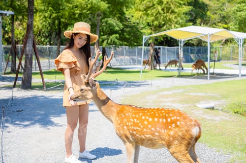 Preview: Woman feed deer in the tourist farm