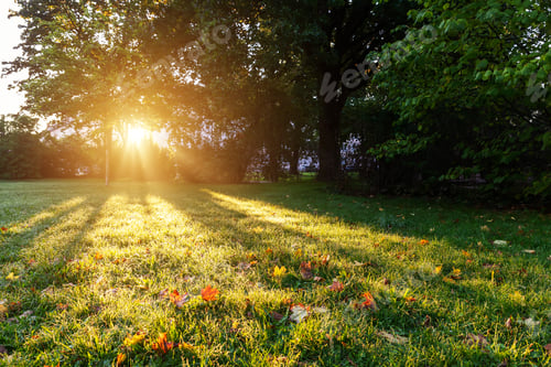 Preview: Low angle ground view scenery multicoloroed bright vibrant maple first fallen dry leaves green grass
