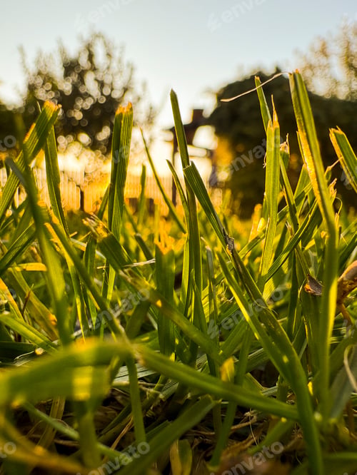 Preview: Quiet backyard lawn during springtime with glowing sunlight