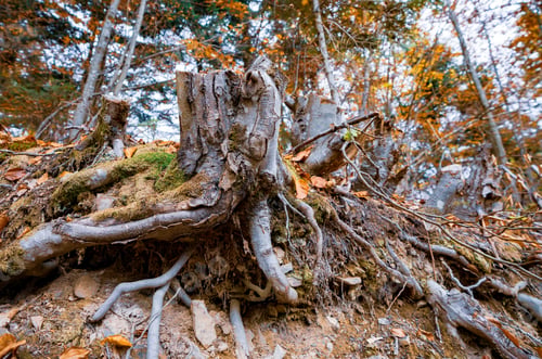 Preview: Old tree stump sprinkled with fallen leaves in the autumn forest