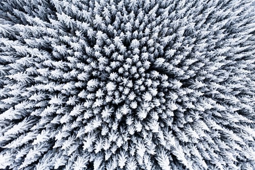Preview: Frozen trees captured by a drone