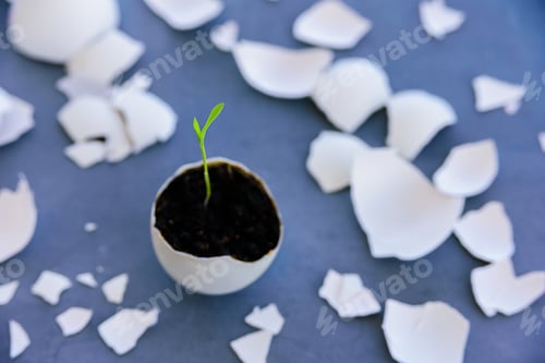 Preview: Egg shell with growing sprout