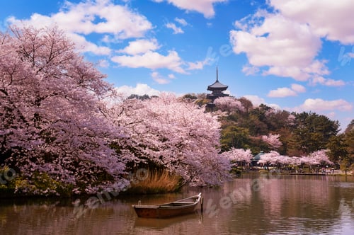 Preview: Pretty and lovely pink cherry blossoms wallpaper background,