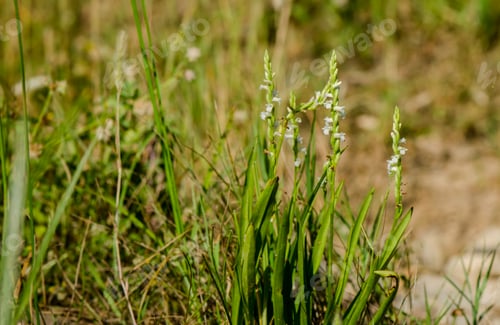 Preview: Closeup of beautiful summer lady's-tresses orchids, outdoors