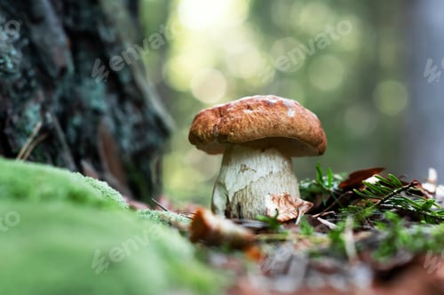 Preview: Big white mushroom in autumn forest