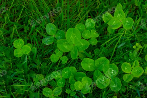 Preview: green clover leaves background with some parts in focus