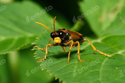 Preview: Tenthredo campestris sitting on a green leaf