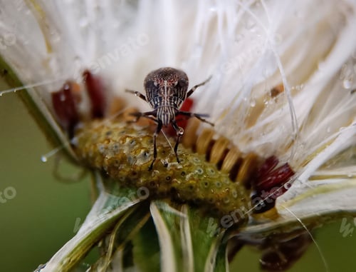 Preview: Little insect