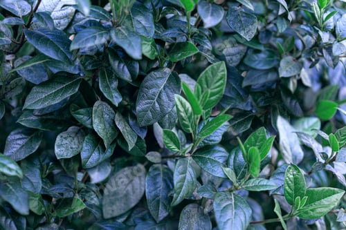 Preview: Green leaves, spring blooming buds in the trees abstract green foliage texture background