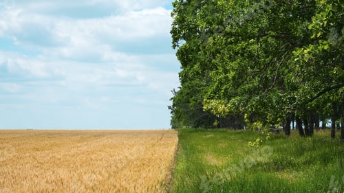 Preview: Regenerative Agriculture, Holistic Management, farming problem concept. Yellow field with a blue sky