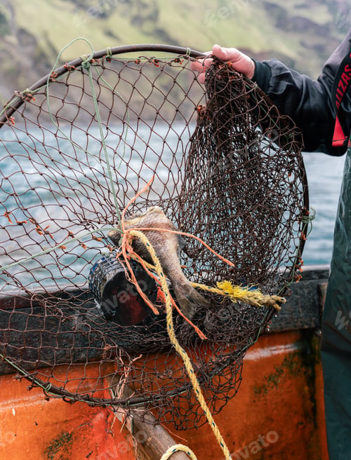 Preview: Fisherman holding a trawl net with a fish halved in